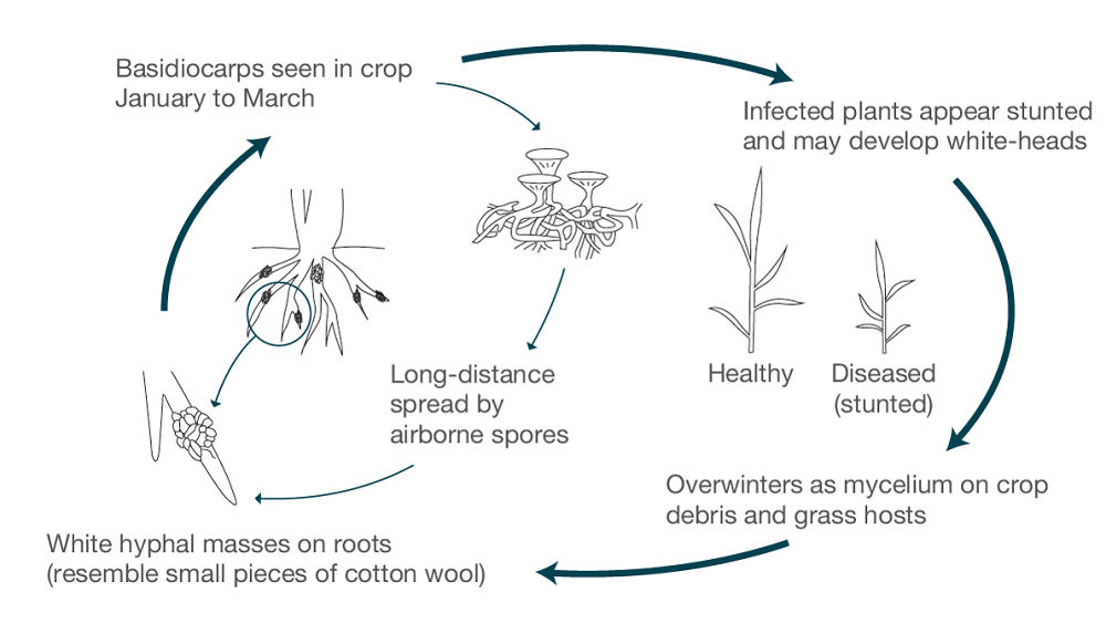 Omphalina patch life cycle (cereal disease)